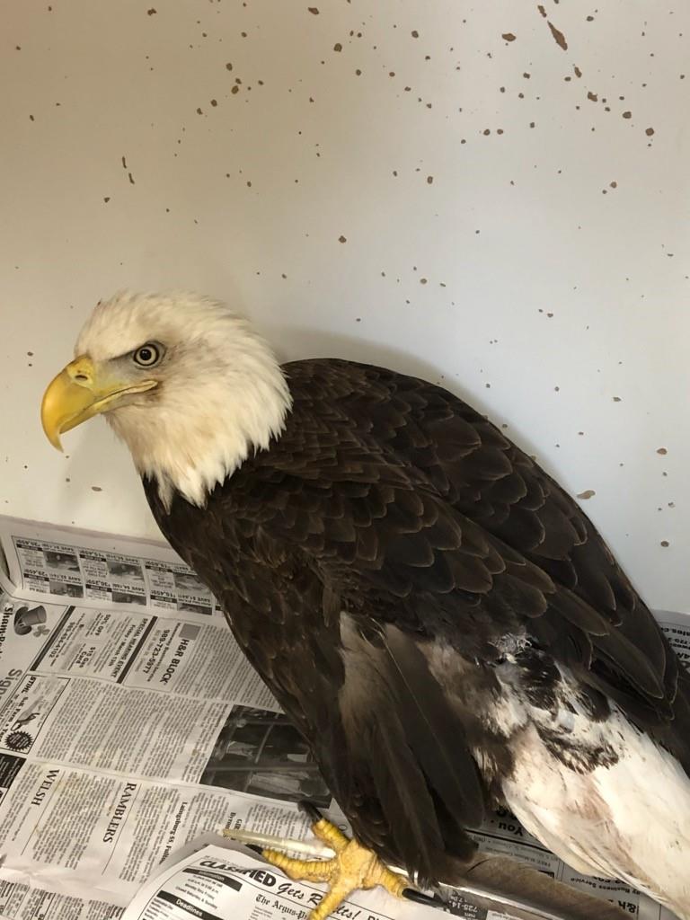 aquila #eagle #baldeagle #veterinarian #vetsoftiktok #avianmedicine #